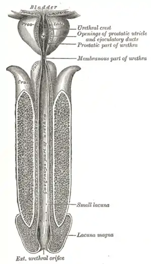 Bulbul penisului - Wikipedia